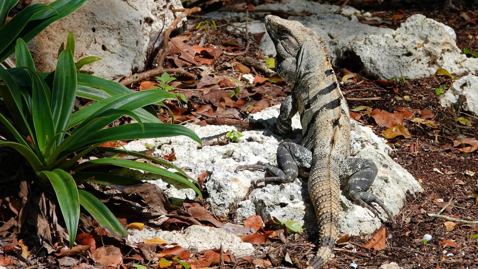 Treehouse Tulum H2Ojos Ξενοδοχείο Κάμπινγκ