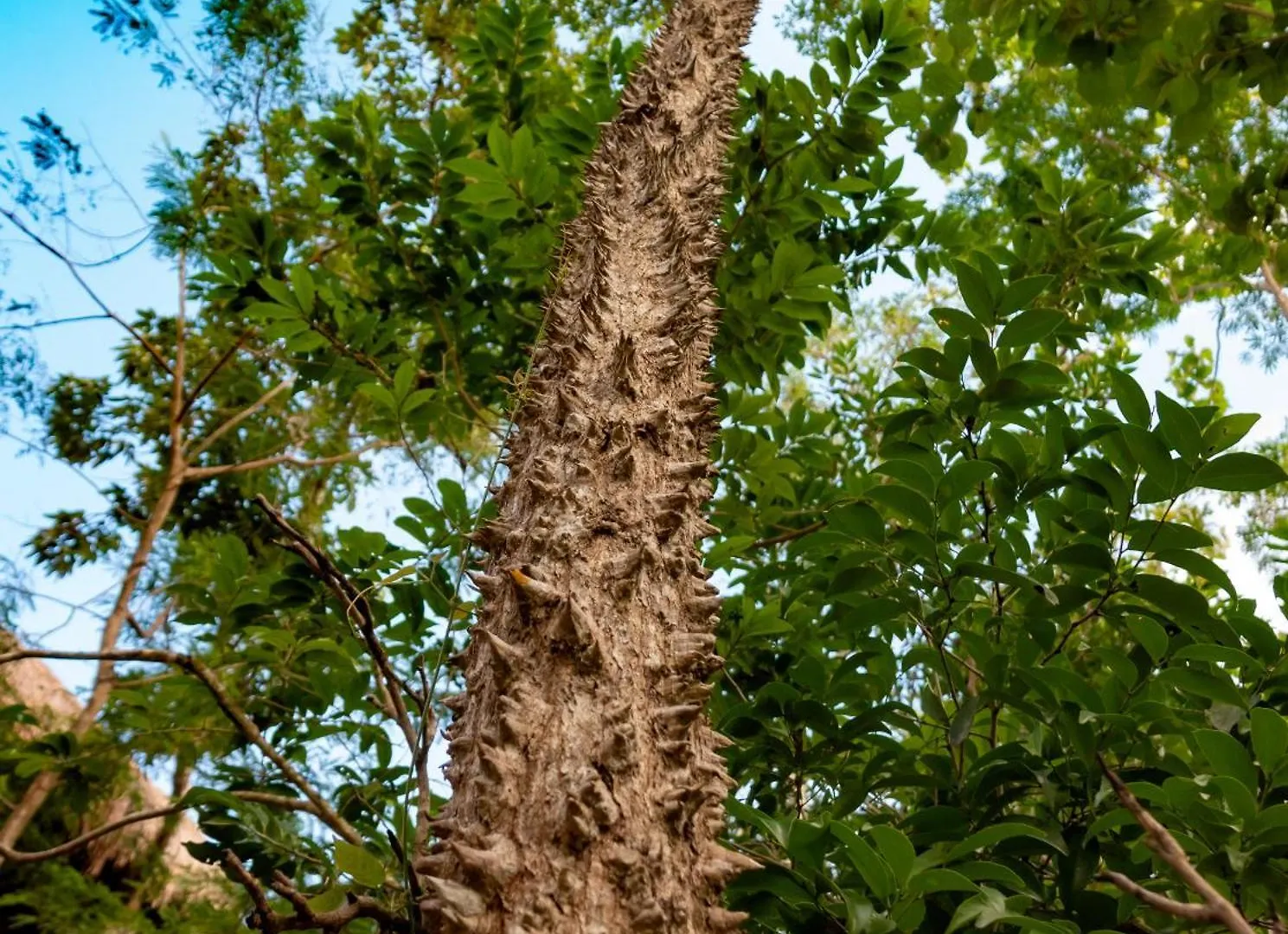 Hotel Treehouse Tulum H2Ojos