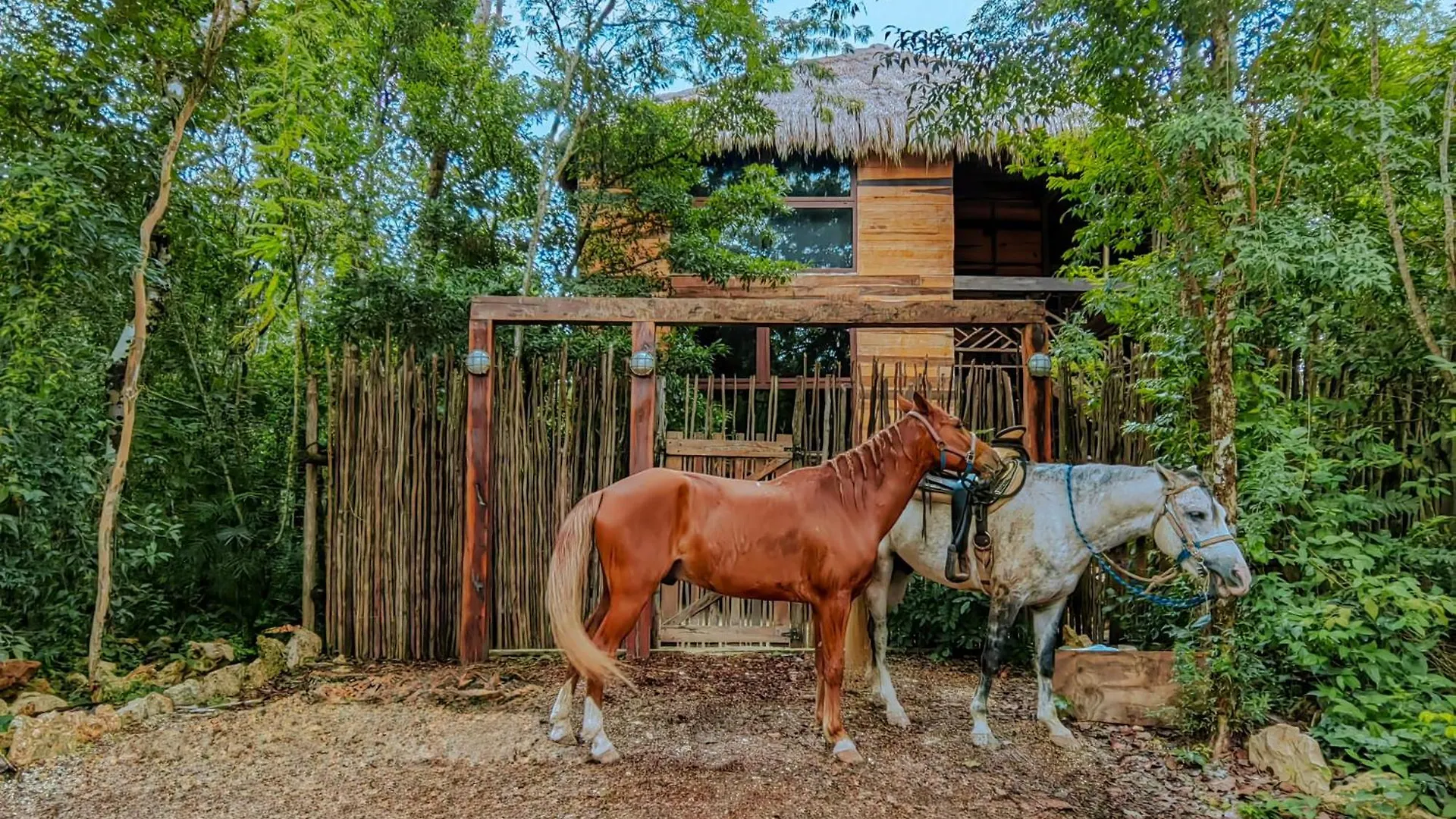فندق Treehouse Tulum H2Ojos 4*,  المكسيك